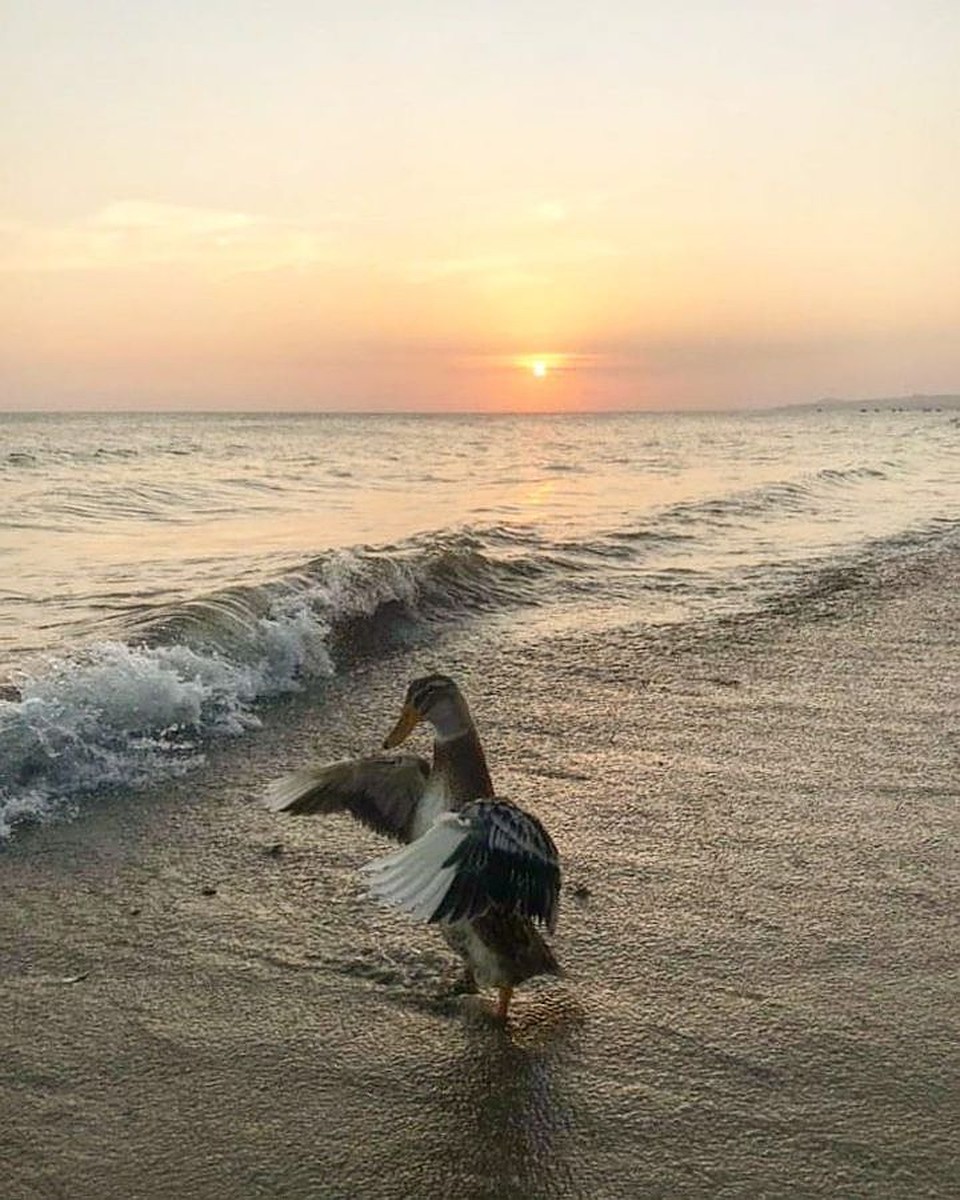 بوريۋ ۆو ۆەتنامە زنالي ۆسە مەستنىە. فوتو: ليچنىي ارحيۆ. 