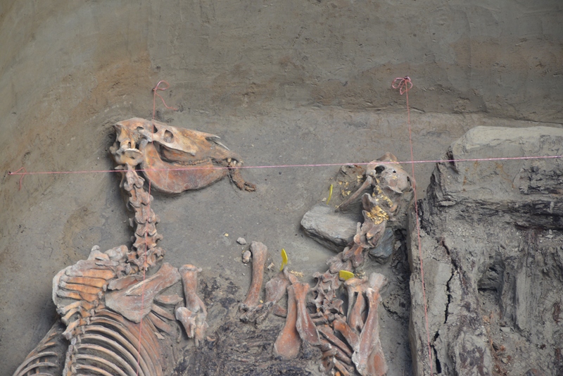 dalanews danial_ahmetov02