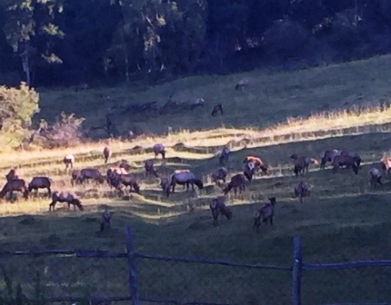 Баяншаруашылығы