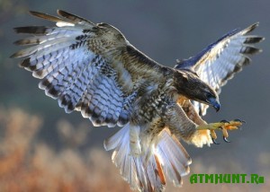 v-blizhajshie-dni-v-almaty-projdet-ezhegodnyj-turnir-berkutchi-300x214